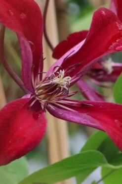 Gravetye Beauty Clematis - 1 Gallon Pot -Plant Shop clematis texensis gravetye beauty 6