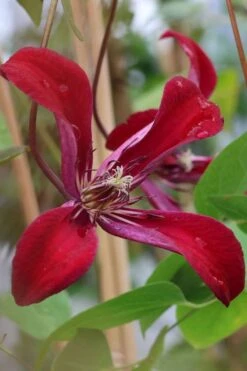 Gravetye Beauty Clematis - 1 Gallon Pot -Plant Shop clematis texensis gravetye beauty 7