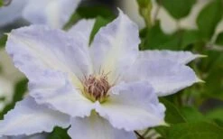 Tranquilite Clematis - 1 Gallon Pot -Plant Shop clematis tranquilete 1