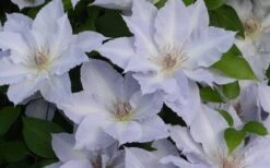 Tranquilite Clematis - 1 Gallon Pot -Plant Shop clematis tranquilete 4