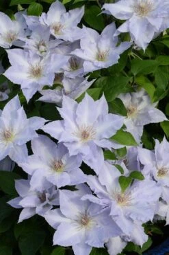 Tranquilite Clematis - 1 Gallon Pot -Plant Shop clematis tranquilite 11