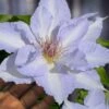 Tranquilite Clematis - 1 Gallon Pot -Plant Shop clematis tranquilite 12
