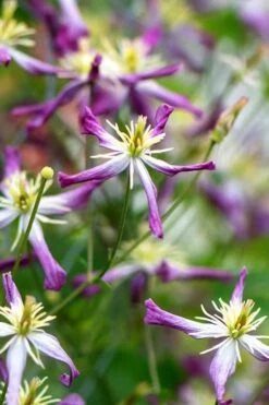 Rubromarginata Fragrant Clematis - 1 Gallon Pot -Plant Shop clematis triternata rubromarginata 1