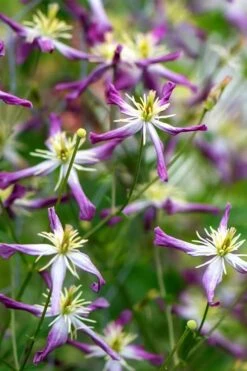 Rubromarginata Fragrant Clematis - 1 Gallon Pot -Plant Shop clematis triternata rubromarginata 2