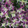 Rubromarginata Fragrant Clematis - 1 Gallon Pot -Plant Shop clematis triternata rubromarginata 4