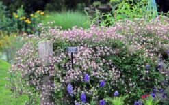 Rubromarginata Fragrant Clematis - 1 Gallon Pot -Plant Shop clematis triternata rubromarginata 6