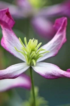 Rubromarginata Fragrant Clematis - 1 Gallon Pot -Plant Shop clematis triternata rubromarginata 7