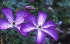 Venosa Violacea Clematis - 1 Gallon Pot -Plant Shop clematis venosa violacea 1