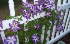 Venosa Violacea Clematis - 1 Gallon Pot -Plant Shop clematis venosa violacea 4