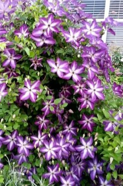 Venosa Violacea Clematis - 1 Gallon Pot -Plant Shop clematis venosa violacea 5