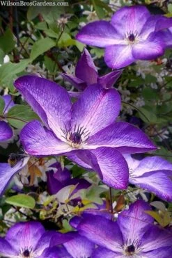 Venosa Violacea Clematis - 1 Gallon Pot -Plant Shop clematis venosa violacea 7