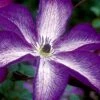 Venosa Violacea Clematis - 1 Gallon Pot -Plant Shop clematis venosa violacea 8