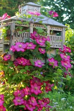 Ville De Lyon Clematis - 1 Gallon Pot -Plant Shop clematis ville de lyon 7