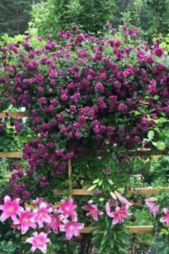 Purpurea Plena Elegans Clematis - 1 Gallon Pot -Plant Shop clematis viticella purpurea plena elegans 3