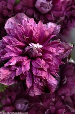 Purpurea Plena Elegans Clematis - 1 Gallon Pot -Plant Shop clematis viticella purpurea plena elegans 8