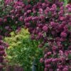 Purpurea Plena Elegans Clematis - 1 Gallon Pot -Plant Shop clematis viticella purpurea plena elegans 9