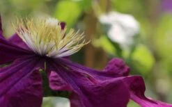 Warsaw Nike Clematis - 1 Gallon Pot -Plant Shop clematis warsaw nike 10