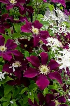 Warsaw Nike Clematis - 1 Gallon Pot -Plant Shop clematis warsaw nike 11