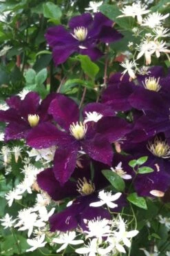 Warsaw Nike Clematis - 1 Gallon Pot -Plant Shop clematis warsaw nike 12