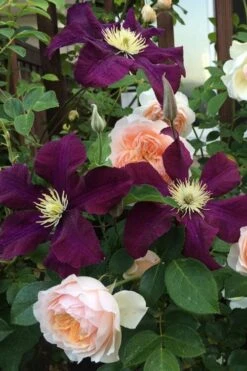 Warsaw Nike Clematis - 1 Gallon Pot -Plant Shop clematis warsaw nike 13