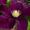 Warsaw Nike Clematis - 1 Gallon Pot -Plant Shop clematis warsaw nike 15