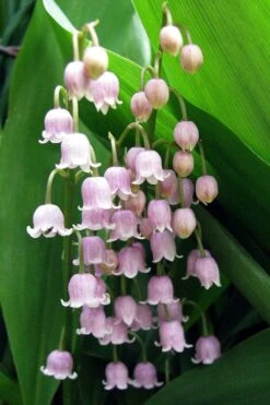 Pink Lily Of The Valley (Convallaria Majalis 'Rosea') - 1 Gallon Pot -Plant Shop convallaria majalis rosea pink lily of the valley 1