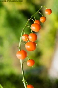 Pink Lily Of The Valley (Convallaria Majalis 'Rosea') - 1 Gallon Pot -Plant Shop convallaria majalis rosea pink lily of the valley 5