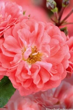 Coral Drift Groundcover Rose - 1 Gallon Pot -Plant Shop coral drift rose 101