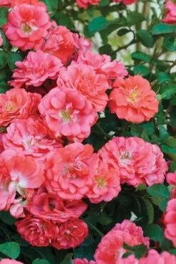 Coral Drift Groundcover Rose - 1 Gallon Pot -Plant Shop coral drift rose 102