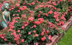 Coral Drift Groundcover Rose - 1 Gallon Pot -Plant Shop coral drift rose 104