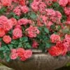 Coral Drift Groundcover Rose - 1 Gallon Pot -Plant Shop coral drift rose 105
