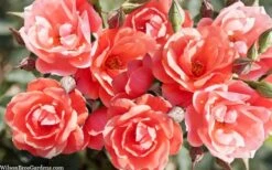 Coral Knock Out Rose - 2 Gallon Pot -Plant Shop coral knock out rose 101