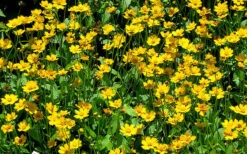 Dwarf Mouse Ear Coreopsis - 5 Pack Of Quart Pots -Plant Shop coreopsis auriculata nana mouse ear 3