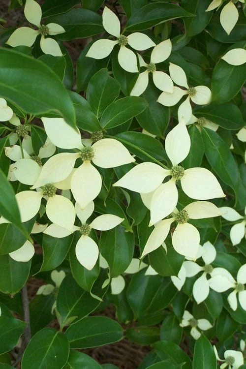 Bernice Evergreen Dogwood Tree (Cornus Angustata) - 2 Gallon Pot 8 Bernice Evergreen Dogwood Tree (Cornus Angustata) - 2 Gallon Pot - Image 6