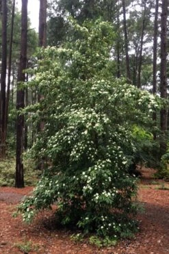 Bernice Evergreen Dogwood Tree (Cornus Angustata) - 2 Gallon Pot 12 Bernice Evergreen Dogwood Tree (Cornus Angustata) - 2 Gallon Pot -Plant Shop cornus angustata bernice evergreen dogwood tree 4