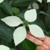 Bernice Evergreen Dogwood Tree (Cornus Angustata) - 2 Gallon Pot -Plant Shop cornus angustata bernice evergreen dogwood tree 8