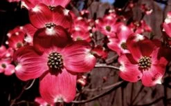 Ragin' Red Dogwood Tree - 5 Gallon Pot 14 Ragin' Red Dogwood Tree - 5 Gallon Pot -Plant Shop cornus florida ragin red dogwood tree 11