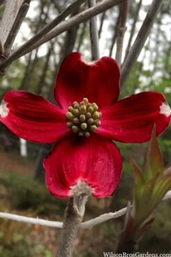 Ragin' Red Dogwood Tree - 5 Gallon Pot