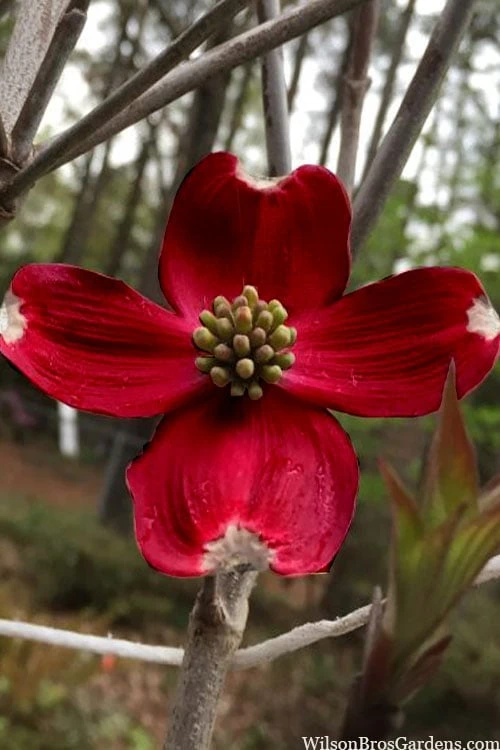 Ragin' Red Dogwood Tree - 5 Gallon Pot 3 Ragin' Red Dogwood Tree - 5 Gallon Pot