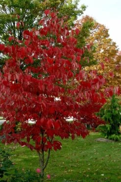 Ragin' Red Dogwood Tree - 5 Gallon Pot 17 Ragin' Red Dogwood Tree - 5 Gallon Pot -Plant Shop cornus florida ragin red dogwood tree 5