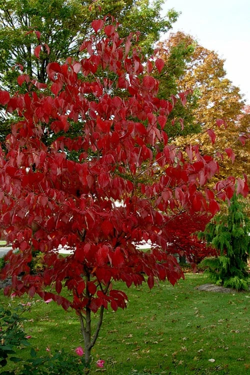Ragin' Red Dogwood Tree - 5 Gallon Pot 9 Ragin' Red Dogwood Tree - 5 Gallon Pot - Image 7