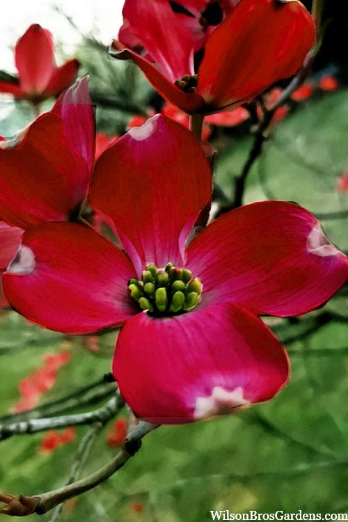 Ragin' Red Dogwood Tree - 5 Gallon Pot 11 Ragin' Red Dogwood Tree - 5 Gallon Pot - Image 9