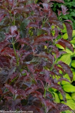 Ragin' Red Dogwood Tree - 5 Gallon Pot 15 Ragin' Red Dogwood Tree - 5 Gallon Pot -Plant Shop cornus florida ragin red dogwood tree 8