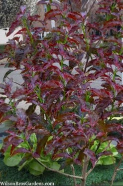 Ragin' Red Dogwood Tree - 5 Gallon Pot 16 Ragin' Red Dogwood Tree - 5 Gallon Pot -Plant Shop cornus florida ragin red dogwood tree 9