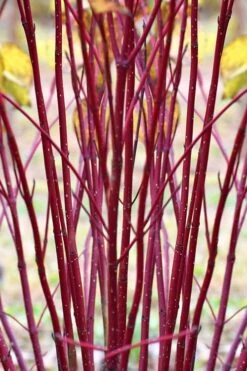 Red Osier Red Twig Dogwood (Cornus Sericea) - 2 Gallon Pot -Plant Shop cornus sericera red osier dogwood 1