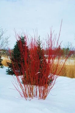 Red Osier Red Twig Dogwood (Cornus Sericea) - 2 Gallon Pot -Plant Shop cornus sericera red osier dogwood 4