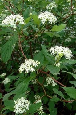 Red Osier Red Twig Dogwood (Cornus Sericea) - 2 Gallon Pot -Plant Shop cornus sericera red osier dogwood 5