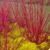 Red Osier Red Twig Dogwood (Cornus Sericea) - 2 Gallon Pot 1 Red Osier Red Twig Dogwood (Cornus Sericea) - 2 Gallon Pot -Plant Shop cornus sericera red osier dogwood 6