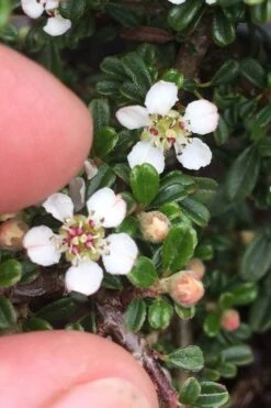 Streib's Findling Cotoneaster - 1 Gallon Pot 18 Streib's Findling Cotoneaster - 1 Gallon Pot -Plant Shop cotoneaster dammeri streibs findling 3