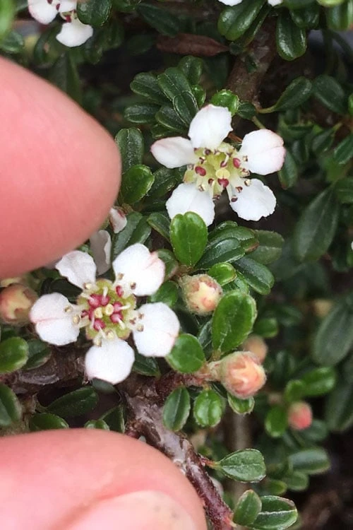 Streib's Findling Cotoneaster - 1 Gallon Pot 10 Streib's Findling Cotoneaster - 1 Gallon Pot - Image 8
